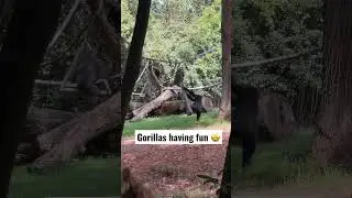 Gorillas playing around🤗🥳 #shorts #gorilla #zoo #monkey #animals #chimpanzee #orangutan #play #fun