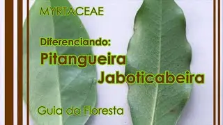 MYRTACEAE - Diferenciando pitangueira e jaboticabeira - GUIA DA FLORESTA