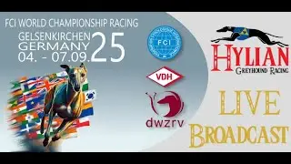 FCI World Championships 2025 - Azawakhs