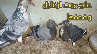 علاج موت الزغاليل وضعفها