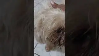 Listen to my dog burps!!