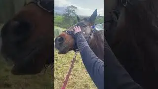 Why Are This Horse_s Eyes Removed_(1080P_60FPS) #facts #funfacts #animals