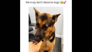 how vet doctor befriends a afraid German Shepherd | viral dog video