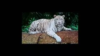 witte tijger edit