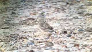 Shorelarks at Holkham, 16th December 2019