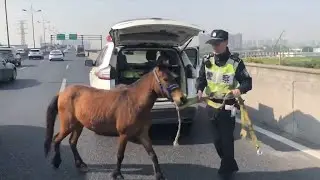 Stray pony on busy road escorted to safety by police in east China