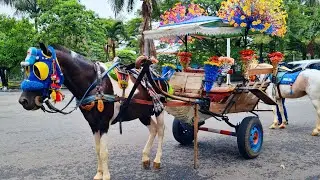 NAIK KUDA | KUDA DELMAN | LAGU DUA MATA SAYA | NAIK DELMAN ISTIMEWA | SATU SATU AKU SAYANG IBU