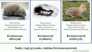 Ssaki, rząd gryzonie, rodzina Kretoszczurowate mammal Golec Piaskogrzeb Ziemioryjka srebrzysty