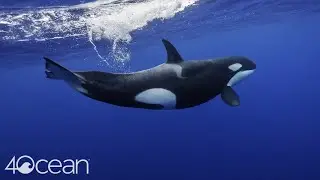 Orca Conservancy