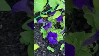 Blooming for a BIG Harvest #shorts #garden