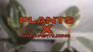 💩HOW TO RECOGNIZE PLANT OVER-FERTILIZING SIGNS! | PWJ Plant Experiment Part 3/3 |🪴 Plants With Jules