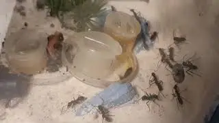 Colony update: Dinosaur ants full house