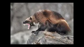 Chasing The Wolverine - Most Extraordinary Predator That Ever Lived [HD]