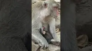 JONNA Newborn Baby Monkey Getting Pure Milk From Jane #Shorts #19