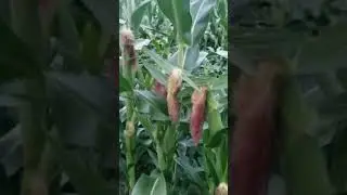 5 to 10 ears of corn per stalk!