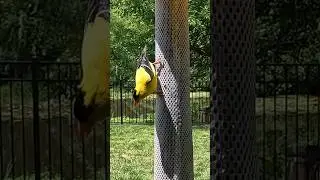 American Goldfinch eating upside down  #goldfinches #shorts #birds #nature