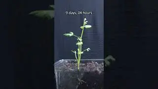 We created a #timelapse of a bean plant growing - #diy #plants