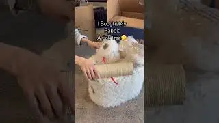 Мой домашний кролик получил подарок 🎁 #счастливыймальчик #холландлоп #домашнийкролик #новыйпитоме...