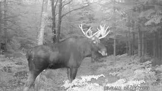 Maine Wildlife Cams Update