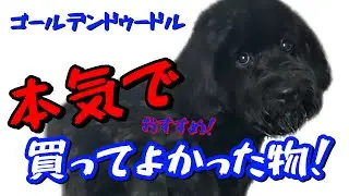 【ゴールデンドゥードル1歳】マジで買ってよかった…最強グッツ