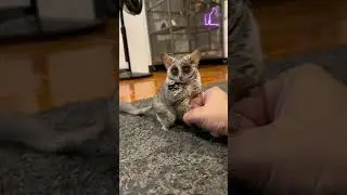 🔥 ❤ what kind of miracle with big eyes 🔥 🥰 #shorts