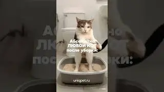 ИИ, что ты делаешь? АСТАНАВИСЬ!  #cat #веселыекоты #кот #кот #видосыоткота #котики  #uniqpet  #юмор