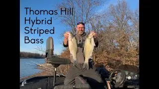 Thomas Hill Hybrid Stripe Bass