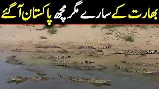 Snakes & Crocodiles Enter Pakistan With Flood Water | Shocking Flood Footage  Snakes & Crocodiles