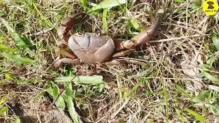 crab see how its scary.#crab #crabvedio #trending #viral #shortsviral #animals.