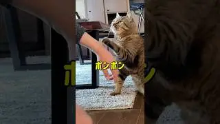 撫でて！甘え方が最高に可愛いキジトラ猫　#shorts