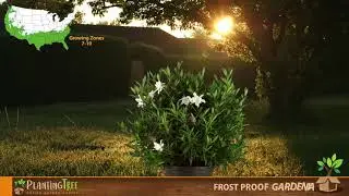 Frost Proof Gardenia | Frost Proof Gardenia Bush | PlantingTree&trade;