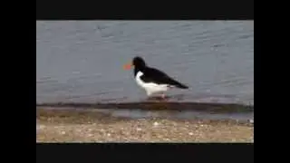 140311 strandskata