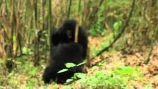 Gorillas in Mount Gahinga.mov