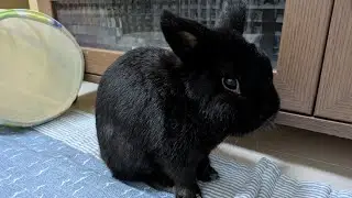 連休最終日は少しの時間うさぎを見守るだけのライブ！#うさぎ #ネザーランドドワーフ #rabbit #shorts