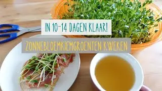 Zonnebloem kiemgroenten kweken: Stap voor stap uitgelegd