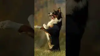 World collie day