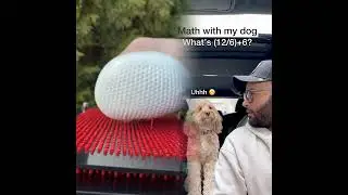 Mini Cockapoo Thinks Hard About This Math Question 😳 #tiktokuni #fypシ゚viral #pov #foryoupage #fypツ