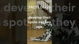 Facts Dogs d&aacute;lmata...#shorts