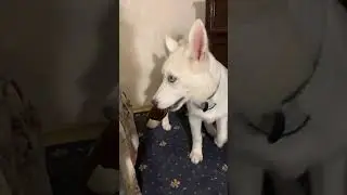 The dog drinks beer ! The dog is an alcoholic! Dogs! Husky! #husky #dog #viral  #youtube #shorts