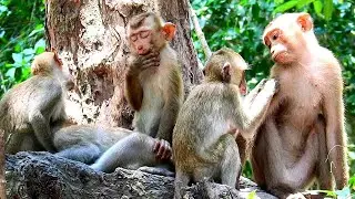 Very Pity team sovana some baby very hungry food
