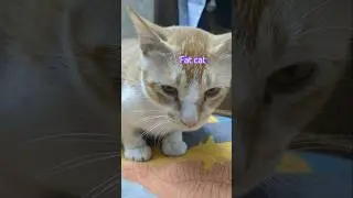 Fat cat #cat #pets #funnycats