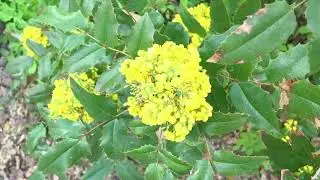 Natuurwandeling op Huizen Padua door Paul Simon van Vliet 13 april 2021 door JoVideo. Deel 1