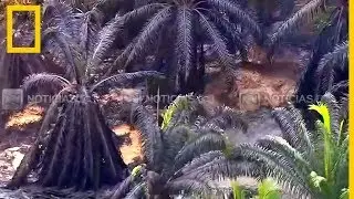 Un vertido de petr&oacute;leo en Colombia mata a 2.400 animales | National Geographic en Espa&ntilde;ol