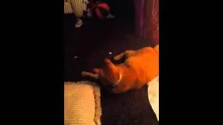 Garfy attacks red cotton ball