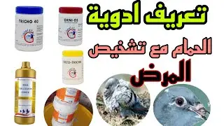 تعريف ادوية الحمام مع شرح المرض بالصورة امراض الحمام الزاجل و الحمام الخينيسي و حمام الزينة 2024