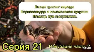 Серия 21. Инкубация часть 2. Вылуп цыплят породы баг и мехеленская кукушка. Помощь при вылуплении.