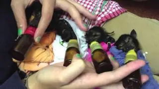Nursery babies at Tolga Bat Hospital.