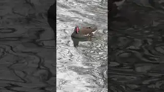 Moorhen Swimming On Duck Pond In Mid November | Thornes Park #birds #avian #nature