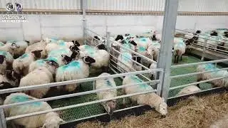 SHEEP SHED WITH PLASTIC SLATS