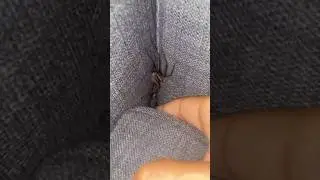 SPINNE IM BETT - WAS TUN? #trending #tiere #animal #tierliebe #spinne #nature #challenge